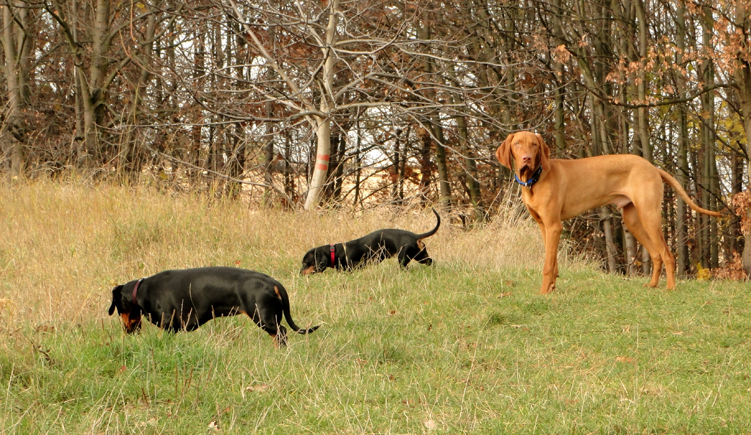 Jenny, Roxy, Bax